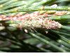 image of Casuarina equisetifolia