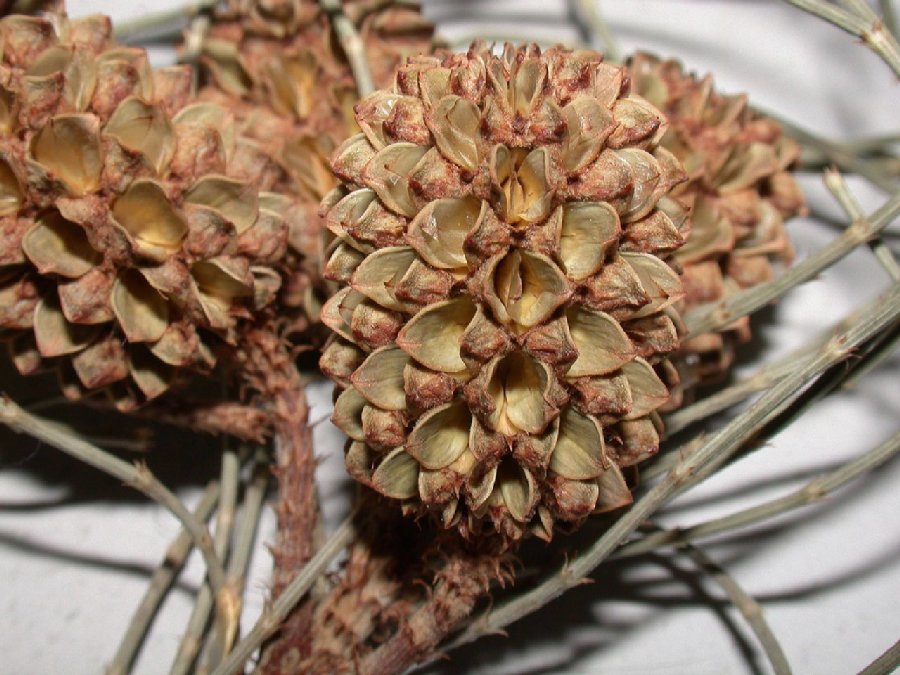 Casuarinaceae Casuarina equisetifolia