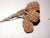 image of Casuarina equisetifolia