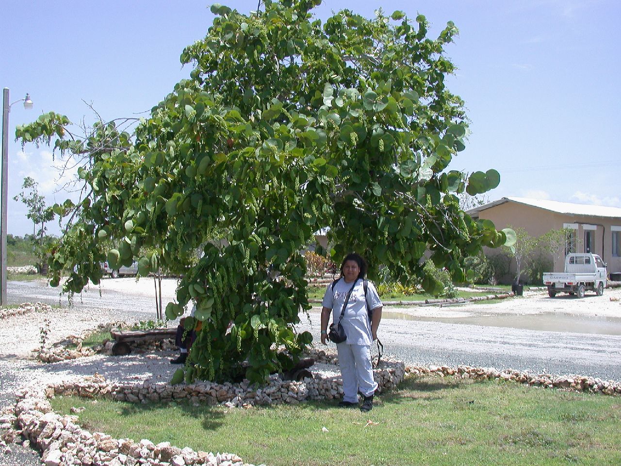 Polygonaceae Coccoloba uvifera