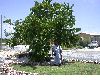 image of Coccoloba uvifera