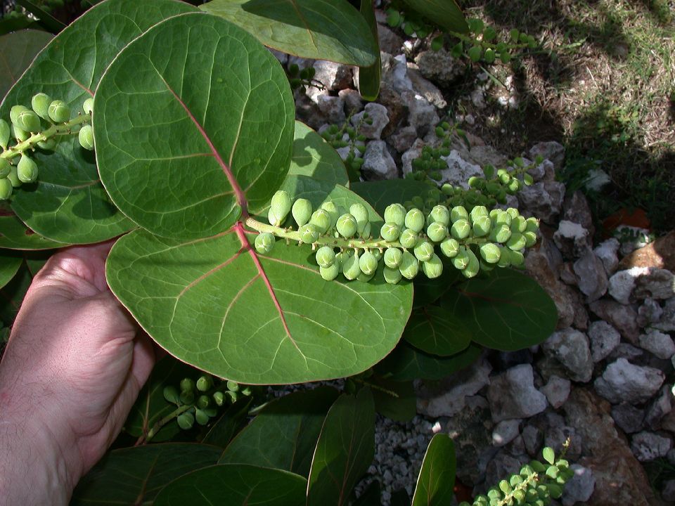 Polygonaceae Coccoloba uvifera