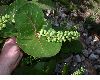 image of Coccoloba uvifera