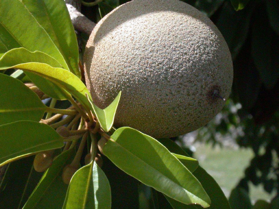 Sapotaceae Manilkara sapota