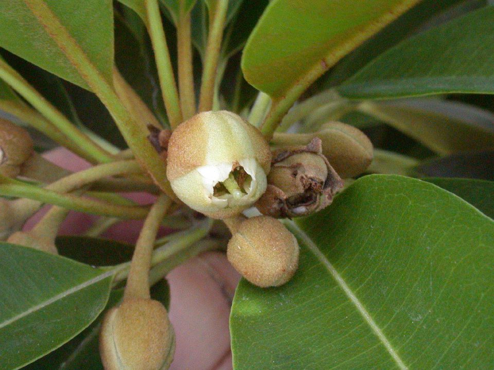 Sapotaceae Manilkara sapota