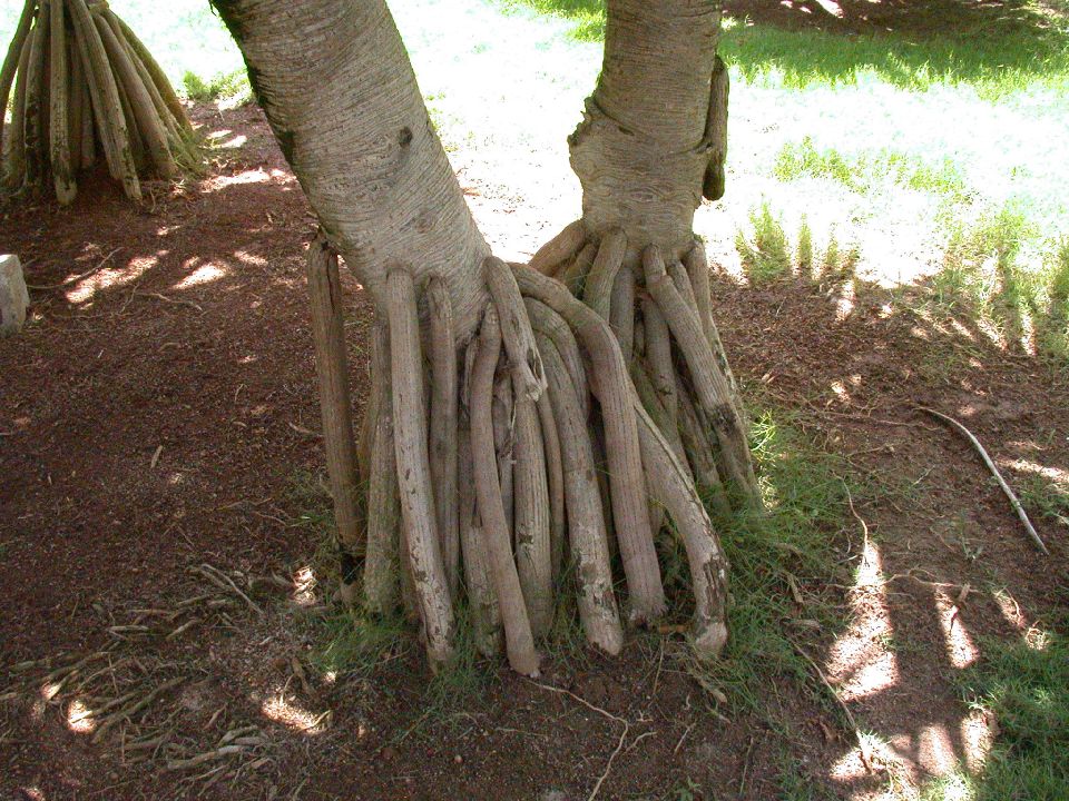 Pandanaceae Pandanus utilis