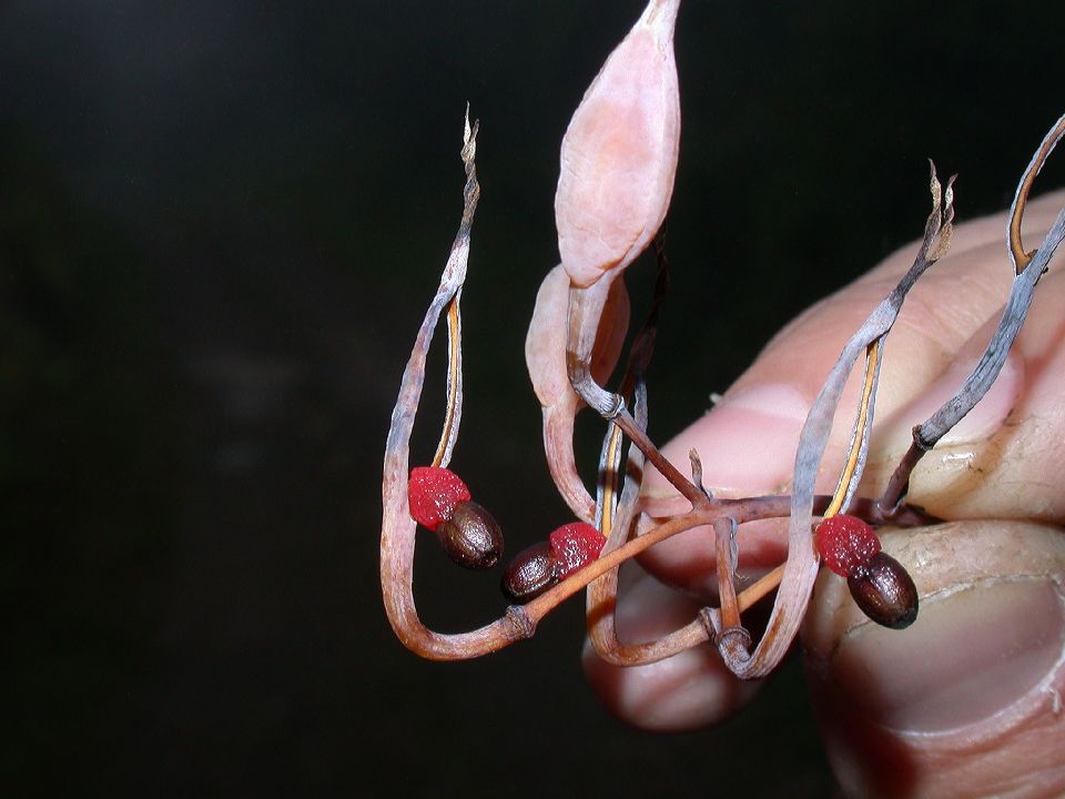 Papaveraceae Bocconia 