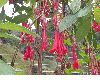 image of Fuchsia 