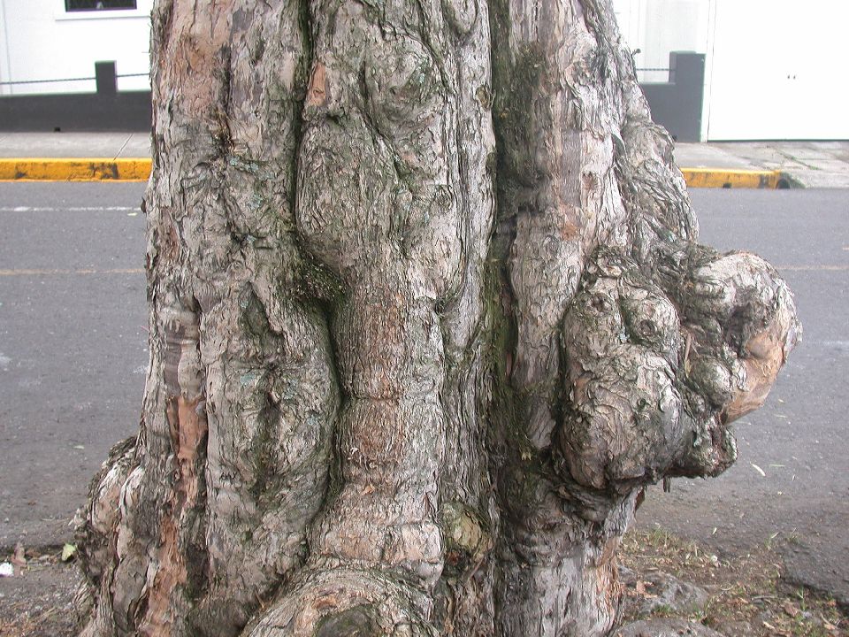 Myrtaceae Melaleuca quinquenervia
