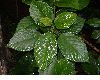 image of Myriocarpa 