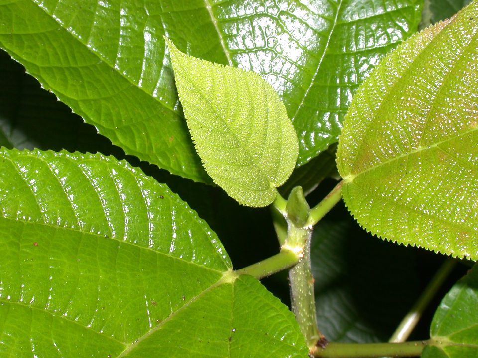 Urticaceae Myriocarpa 