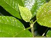 image of Myriocarpa 
