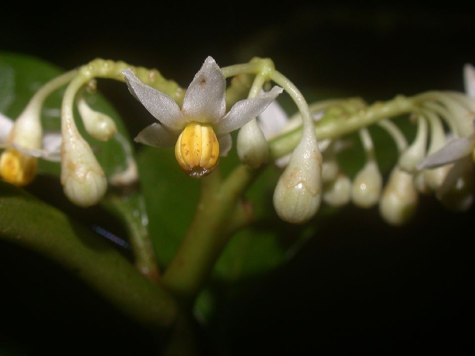 Solanaceae Solanum 