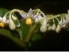image of Solanum 