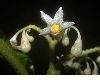 image of Solanum 