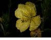 image of Oenothera 