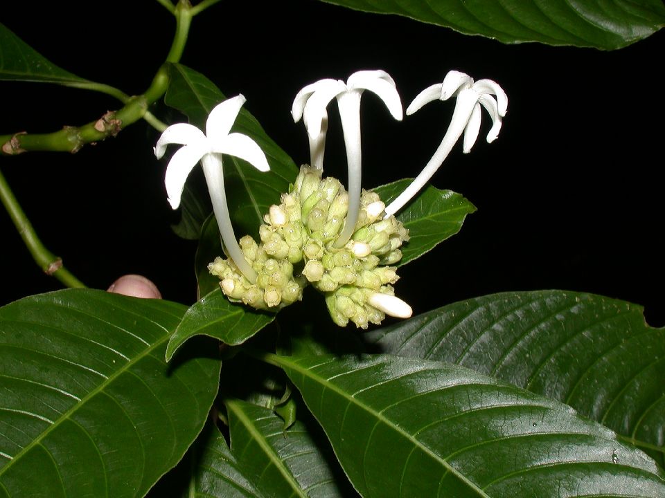Rubiaceae Psychotria chiapensis