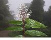 image of Maianthemum 