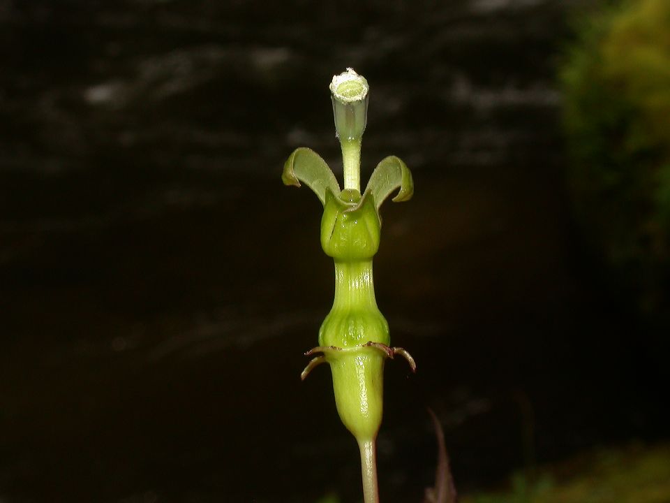 Campanulaceae Burmeistera 
