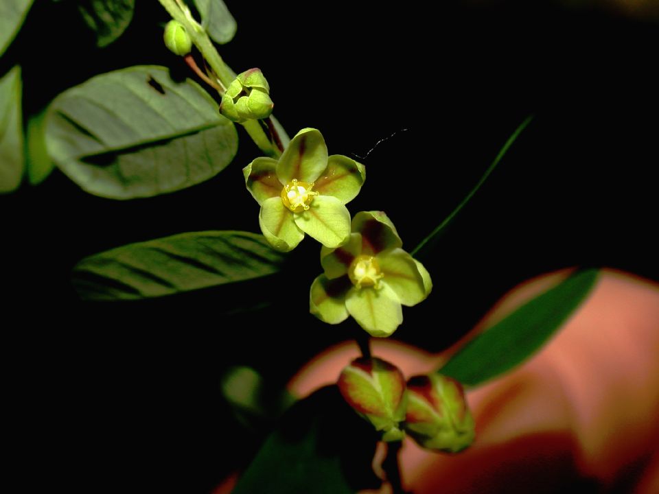 Phyllanthaceae Phyllanthus 