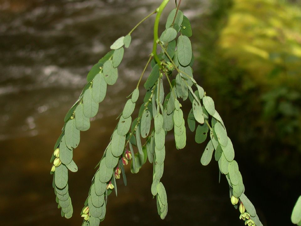 Phyllanthaceae Phyllanthus 