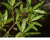 image of Quercus eugeniifolia