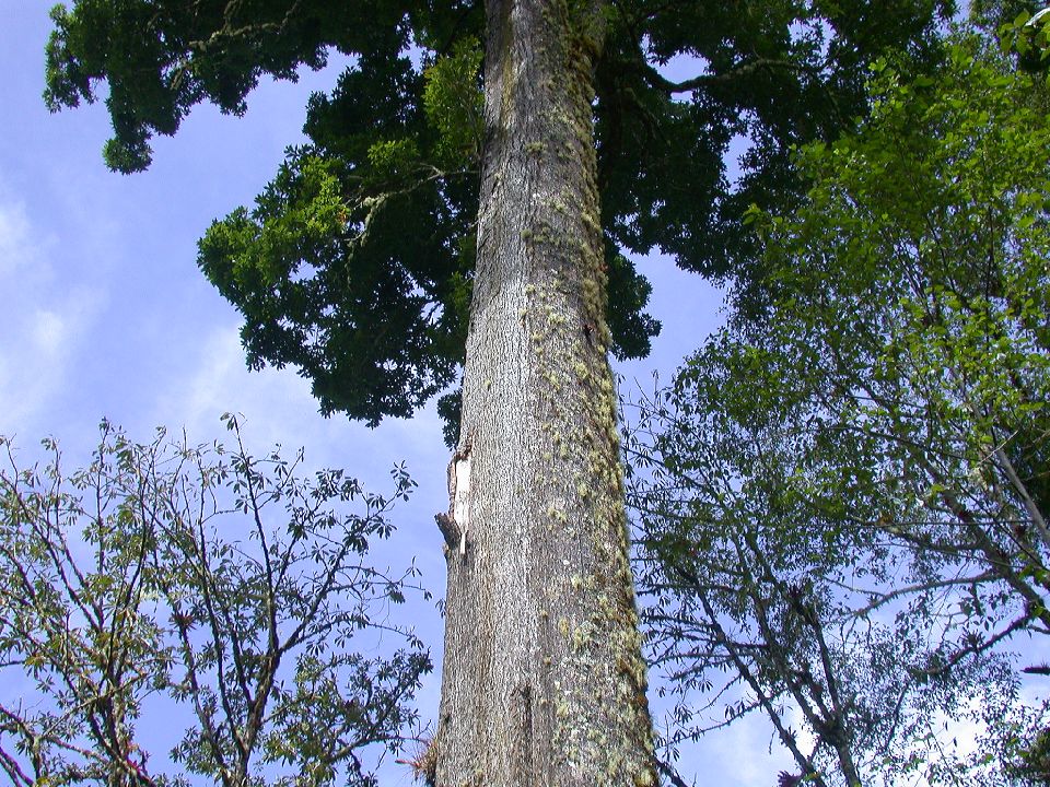 Fagaceae Quercus rapurahuensis