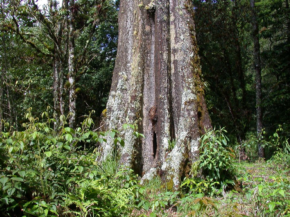 Fagaceae Quercus rapurahuensis