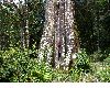 image of Quercus rapurahuensis