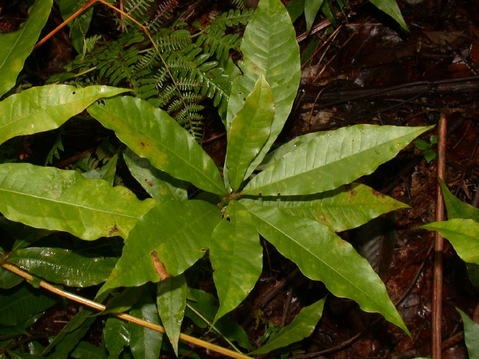 Fagaceae Quercus rapurahuensis