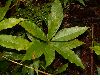 image of Quercus rapurahuensis