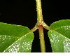 image of Viburnum 