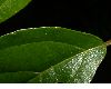 image of Viburnum 