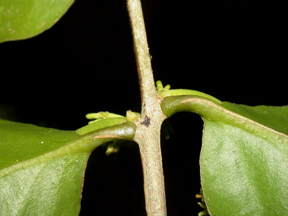Loranthaceae Struthanthus quercicola