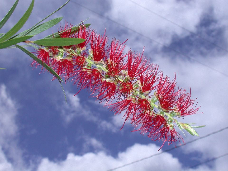 Myrtaceae Callistemon viminalis