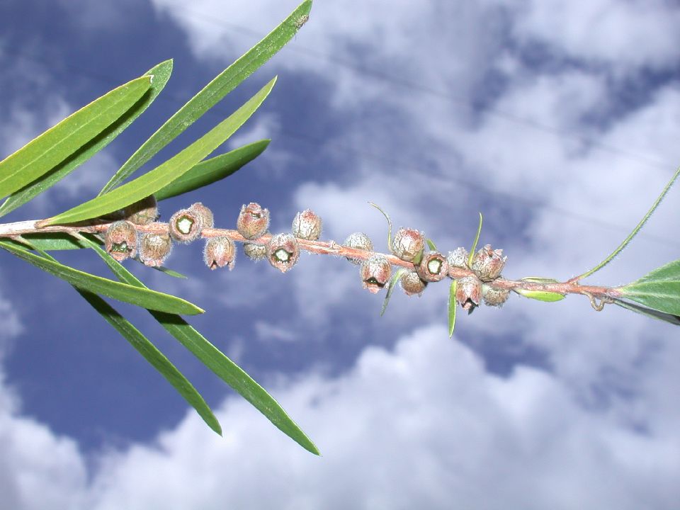 Myrtaceae Callistemon viminalis