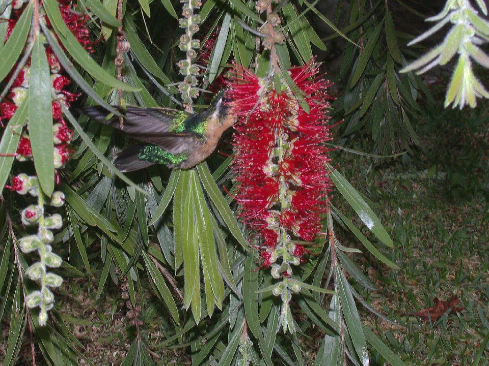Myrtaceae Callistemon viminalis