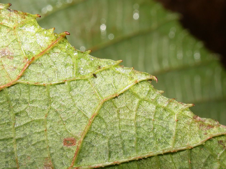 Actinidiaceae Saurauia 