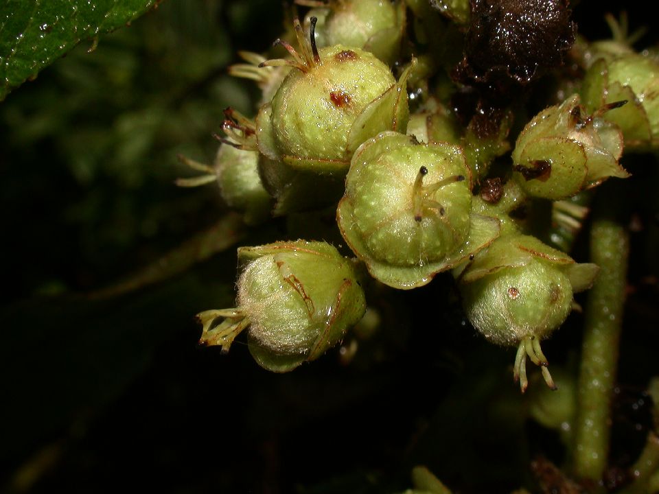 Actinidiaceae Saurauia 