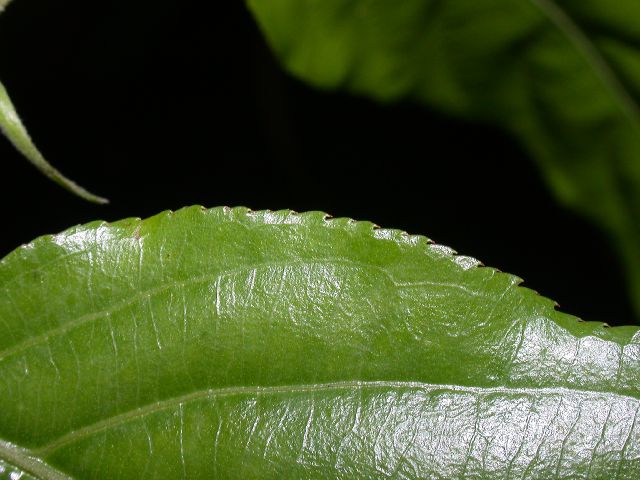 Salicaceae Casearia arborea