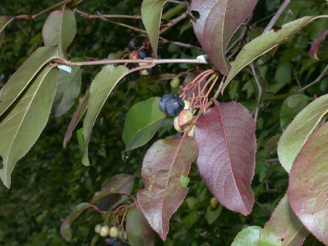 Adoxaceae Viburnum lentago