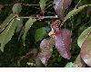 image of Viburnum lentago