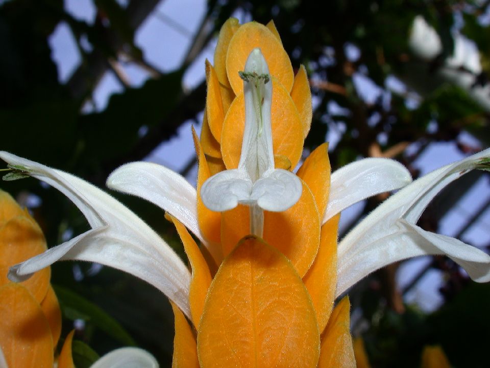 Acanthaceae Pachystachys lutea