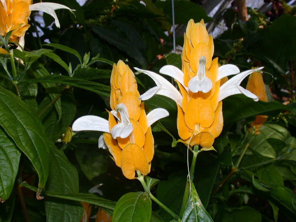 Acanthaceae Pachystachys lutea
