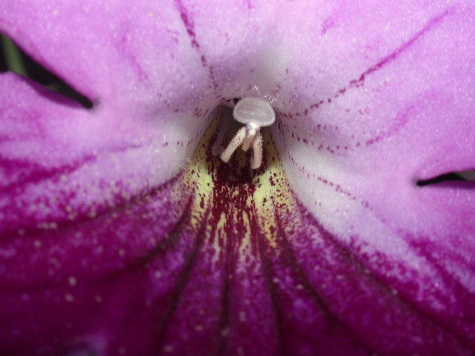 Gesneriaceae Streptocarpus 