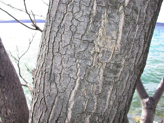 Simaroubaceae Ailanthus altissima