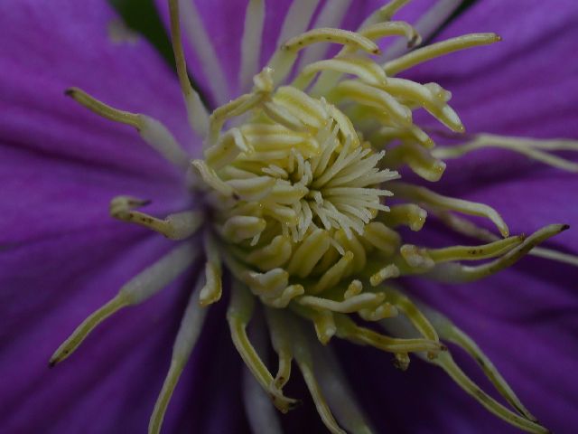 Ranunculaceae Clematis 