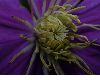 image of Clematis 