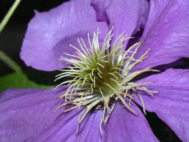 Ranunculaceae Clematis 