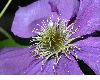 image of Clematis 